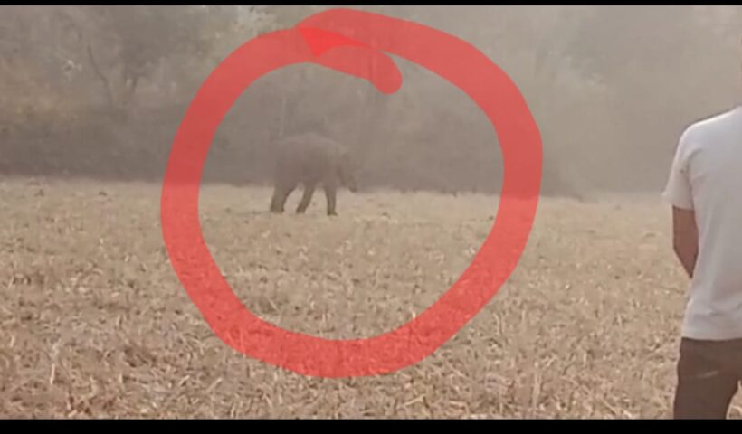 छोटे हाथी की मौत , सुबह सुबह आई मौत की खबर ,मौत होने की सामने आई वजह ,पढ़िए पूरी खबर