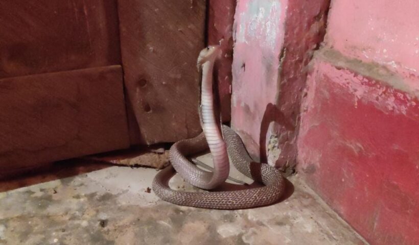 चौखट में फन फैलाए घंटो बैठा रहा कोबरा, जान बचाने के लिए परिवार वाले बंधक की तरह बैठे रहे ऊपर, रेस्क्यू के बाद रोते हुए महिला ने बताई आप बीती