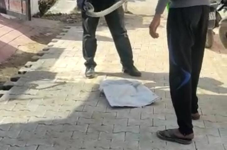 एक फोन को पहुंच जाते हैं सांप मित्र रविंद्र सिंह पडियार, सांपों का रेस्क्यू कर छोड़ते है वन