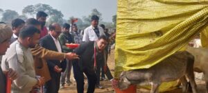 मुख्य पशु चिकित्साधिकारी डा0 शिवकुमार ने गौआश्रय स्थल का किया निरीक्षण दिया निर्देश 